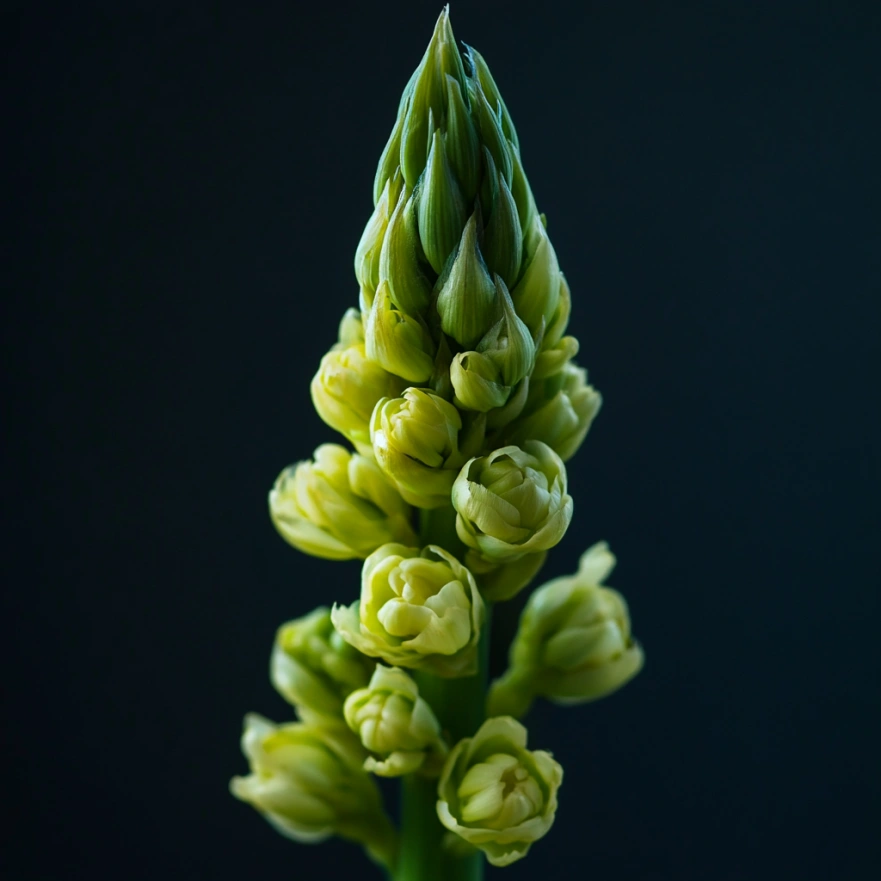 Спаржа - сезонний делікатес з високим вмістом фолієвої кислоти